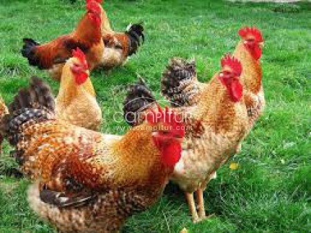 vendo pollo de corral de 6 kg de este año