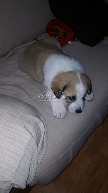 Se regala un mastín precioso con tan solo un mes 