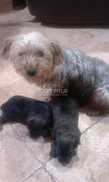 Se venden
