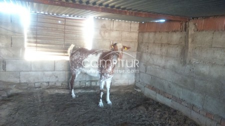 se vende 1 macho florido 