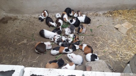 VENDO COBAYAS