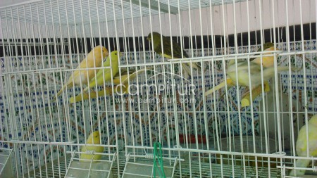 Vendo lote de canarios/as en Azuaga.