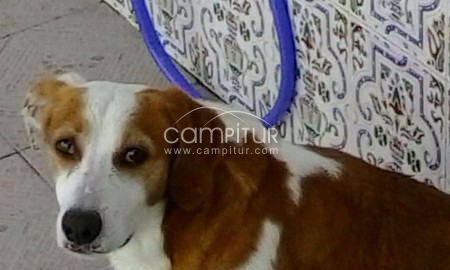 Se regala perro