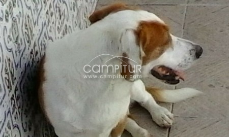 Foto 2 de Se regala perro
