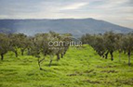 Alquilo olivar grande 