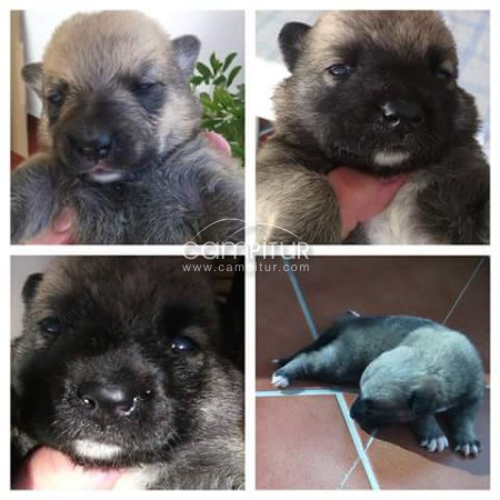 Se regalan cachorros