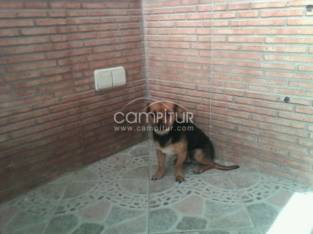 se regala perro