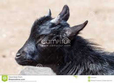 se vende cabrita enana macho. 4 meses