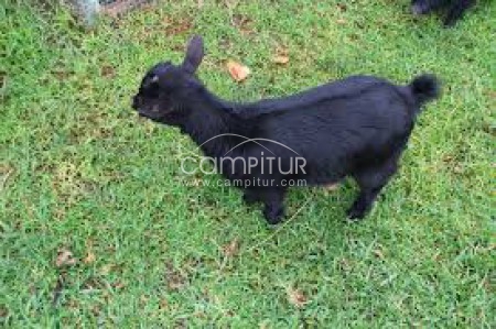 Foto 2 de se vende cabrita enana macho. 4 meses