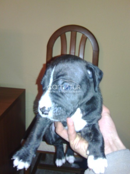Se venden 3 cachorros de pitbull puros 