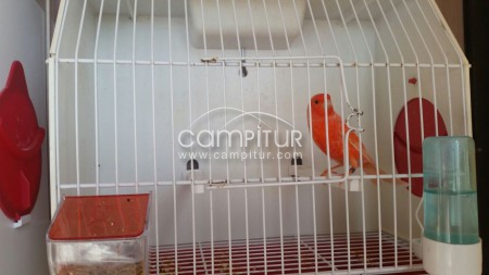 Canarios