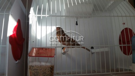 Foto 3 de Canarios