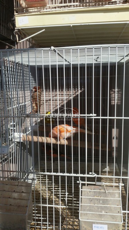 Foto 5 de Canarios