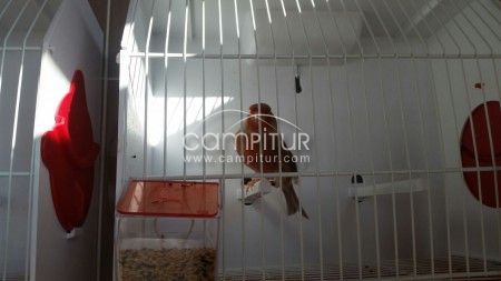 Foto 7 de Canarios