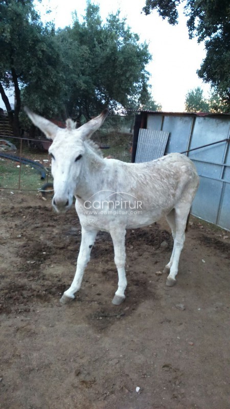 Se venden dos burros de raza andaluza