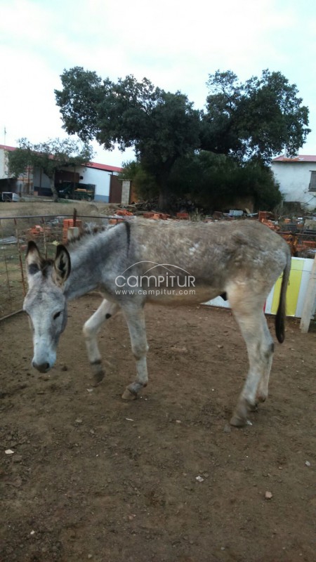 Foto 2 de Se venden dos burros de raza andaluza