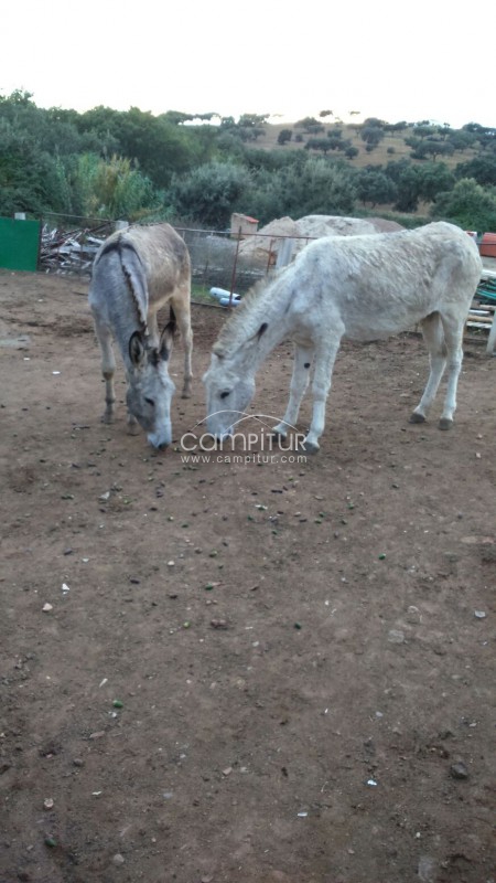 Foto 3 de Se venden dos burros de raza andaluza