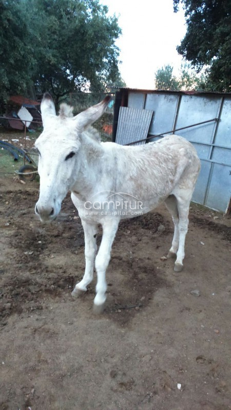 Foto 4 de Se venden dos burros de raza andaluza