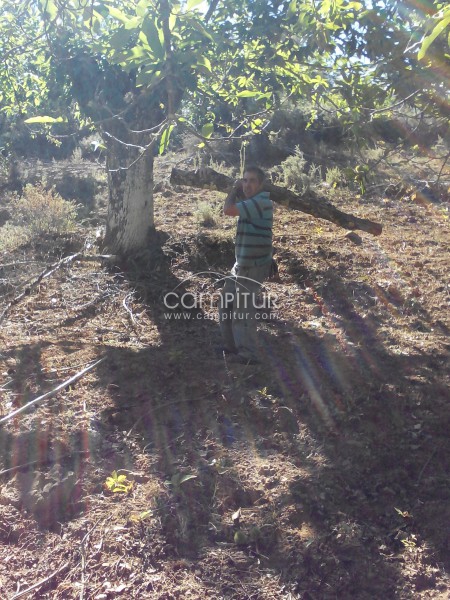 Guardes finca