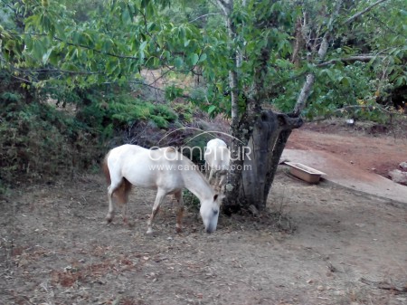 Foto 2 de Guardes finca