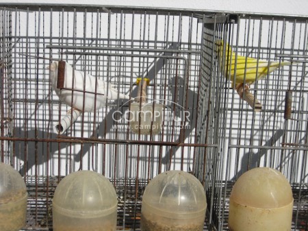 VENTA CANARIOS DE RAZA