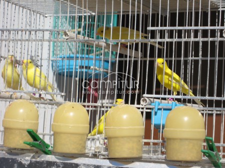 Foto 2 de VENTA CANARIOS DE RAZA