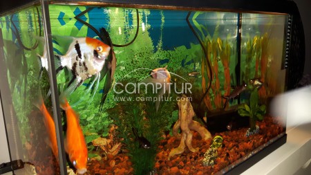 venta de aquario completo con peces