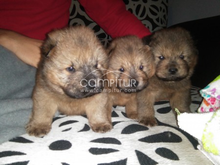 Cachorros de Perro Chow Chow