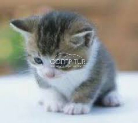 RECOJO GATITO PEQUEÑO 