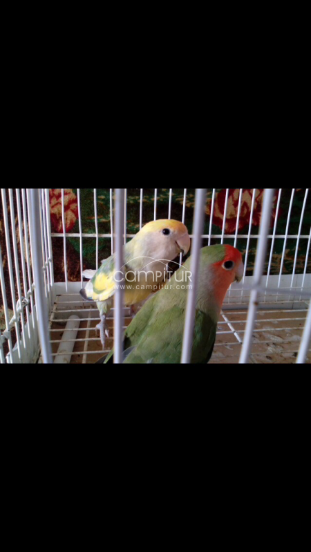 Se vende pareja de agapornis