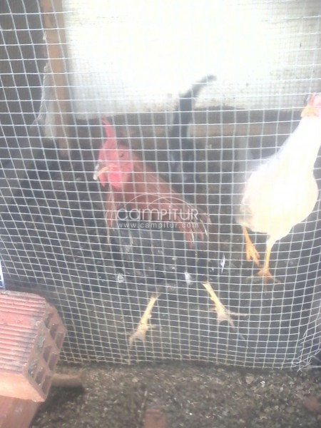 cambio gallo