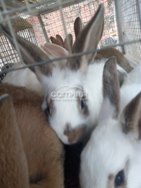 Conejos