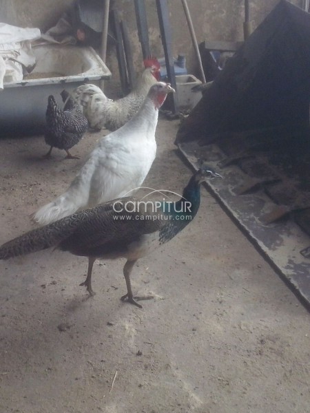VENDO DOS PAVOS REALES MACHOS