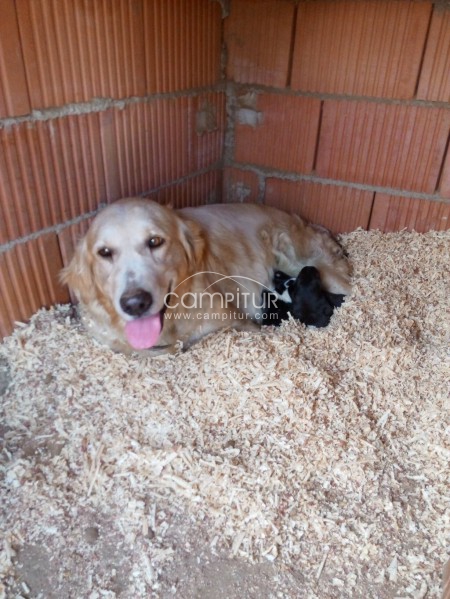 Se regalan cachorros 