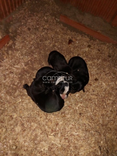 Foto 2 de Se regalan cachorros 