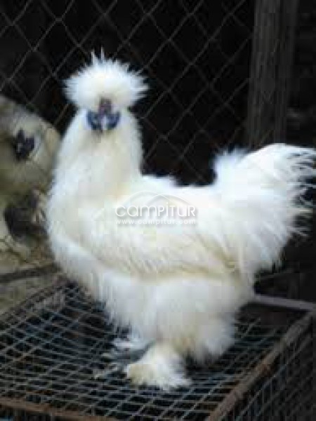 venta de gallinas sedosas de japon