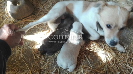 Se regalan cachorros de padre yorkshire