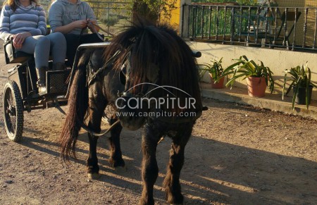 Se vende pony y carro