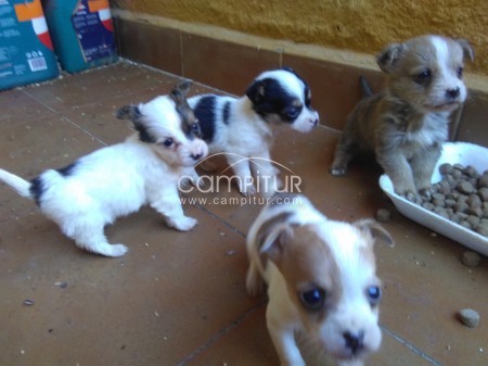 se venden