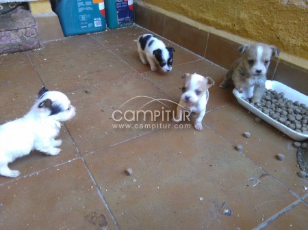 Foto 2 de se venden