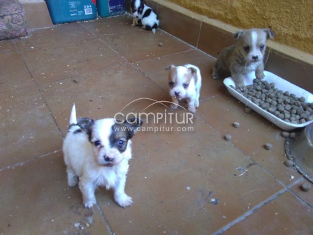 Foto 3 de se venden