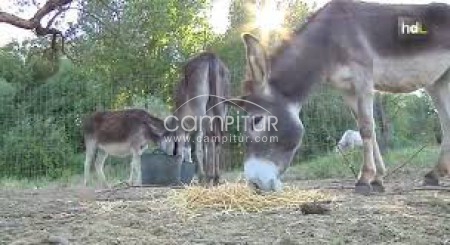 venta burro macho