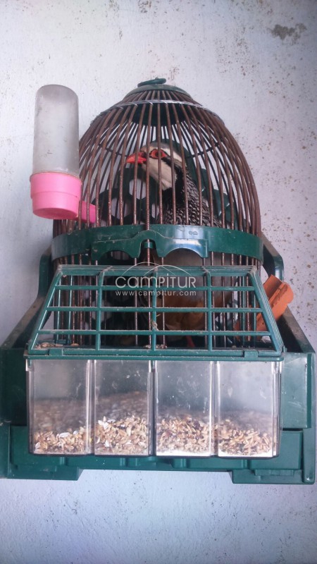 se vende o se cambia