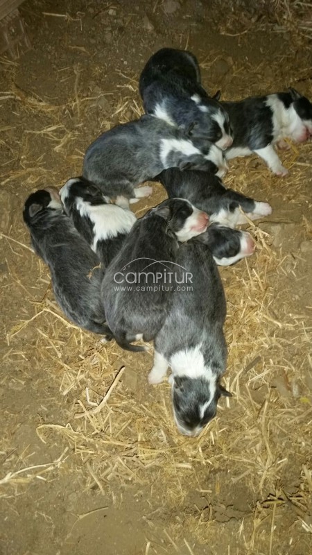 Se venden border collie