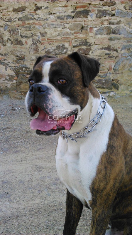 BOXER PARA MONTA