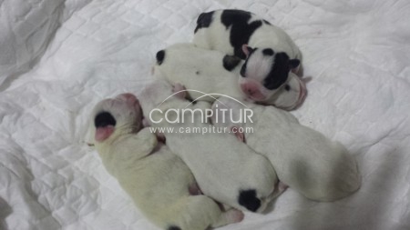 Venta de cachorros buldog francés 