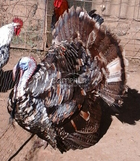 Venta de pavo negro ruano