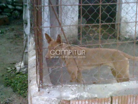 se vende perro