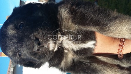 Regalo cachorrita