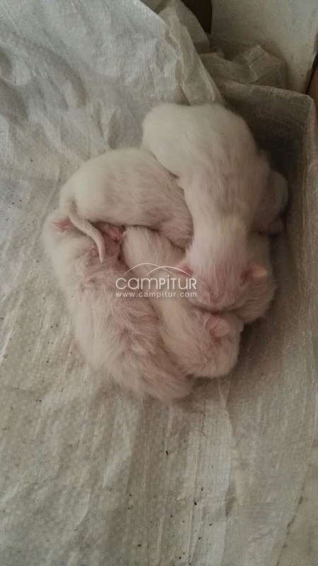 Se regalan gatitos